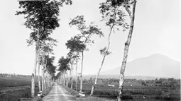 Jalan di Kota Kediri, sejuk kanan dan kiri perkebunan (Source: redaksiana.com)
