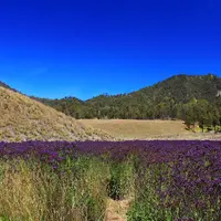 Karena alasan-alasan ini lah kamu akan keluar rumah dan mendaki Gunung Semeru.