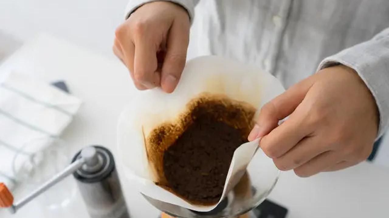 10 Cara Alami Usir Semut Tanpa Bahan Kimia, Langkah Mudah yang Bisa Dilakukan Sendiri