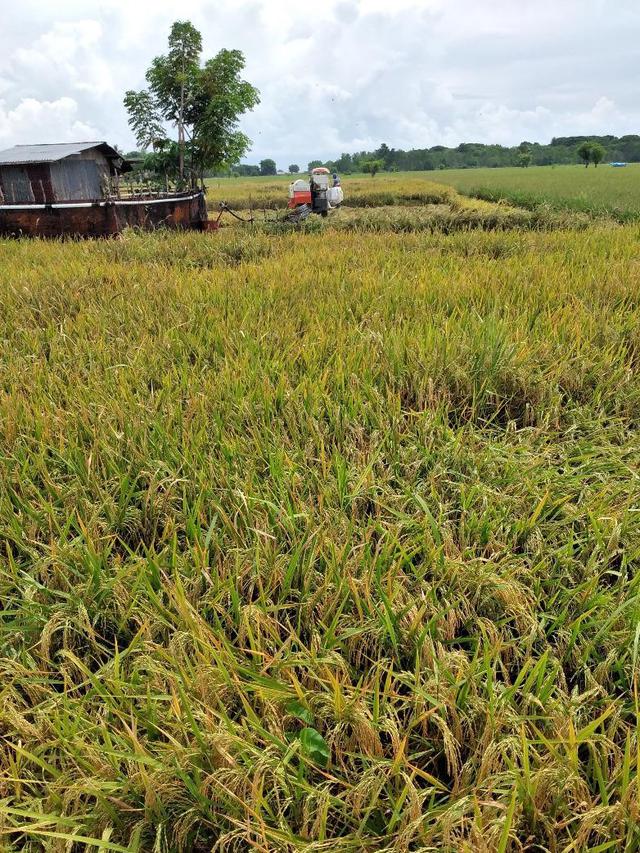 Penyuluh Dan Petani Di Ntt Jaga Produksi Stok Pangan Di Masa Pandemi Covid 19 Bisnis Liputan6 Com