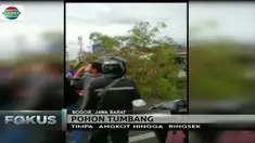 Selain angkot, sepeda motor dan tiang lampu lalu lintas juga ikut rusak tertimpa dahannya.