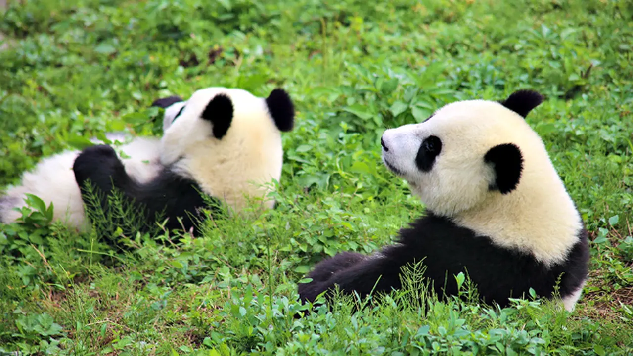 Pembiakan panda (3)