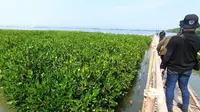Luas lahan mangrove di Mangkang terus berkembang hingga sekarang mencapai luas 2,7 hektare, dengan jumlah spesies mangrove ada 27 jenis. Belum lagi untuk flora, baik yang sudah teridentifikasi maupun yang belum lewat penelitian. (Liputan6.com/ Ahmad Ibo)