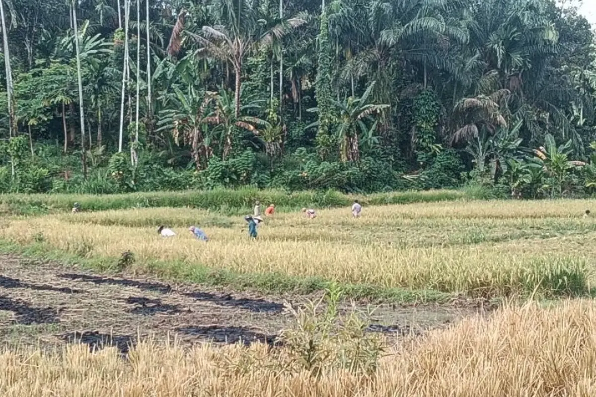 Salah satu lahan pertanian sawah di Pasaman Barat.