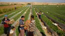 Para petani memetik stroberi di sebuah kebun, Beit Lahyia, Jalur Gaza, Selasa (3/12/2019). Tidak semua tanah di Gaza bagus untuk ditanami stroberi, hanya di wilayah utara saja yang bagus untuk ditanami buah dan sayur. (AP Photo/Hatem Moussa)