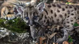 Salah satu dari dua anak puma Amerika (juga dikenal singa gunung atau cougar) yang dilahirkan selama pandemi covid-19 terlihat di pusat penyelamatan dan rehabilitasi "Africa Bio-Zoo" di Cordoba, Meksiko pada 23 Mei 2020. Dua puma tersebut diberi nama Pandemi (betina) dan Karantina (jantan). (Victori