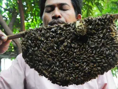 Peternak lebah, Tejo (46) memperlihatkan stuf (rumah lebah) sebelum diambil madunya, di rumah peternakan lebah Jalan Ki Hajar Dewantoro, Tegal, Jateng, Rabu (25/4). Setiap 12 hari dapat menghasilkan madu antara 1-2 liter dijual seharga Rp 250 ribu per liter. Selain itu sengatan lebah dapat berkhasiat menyembuhkan penyakit reumatik, asem urat dan migran. (Antara)