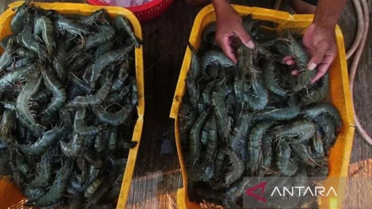 Fakta Menarik: Udang Lokal Primadona Kuliner Nusantara, KKP Pastikan Aman Dikonsumsi