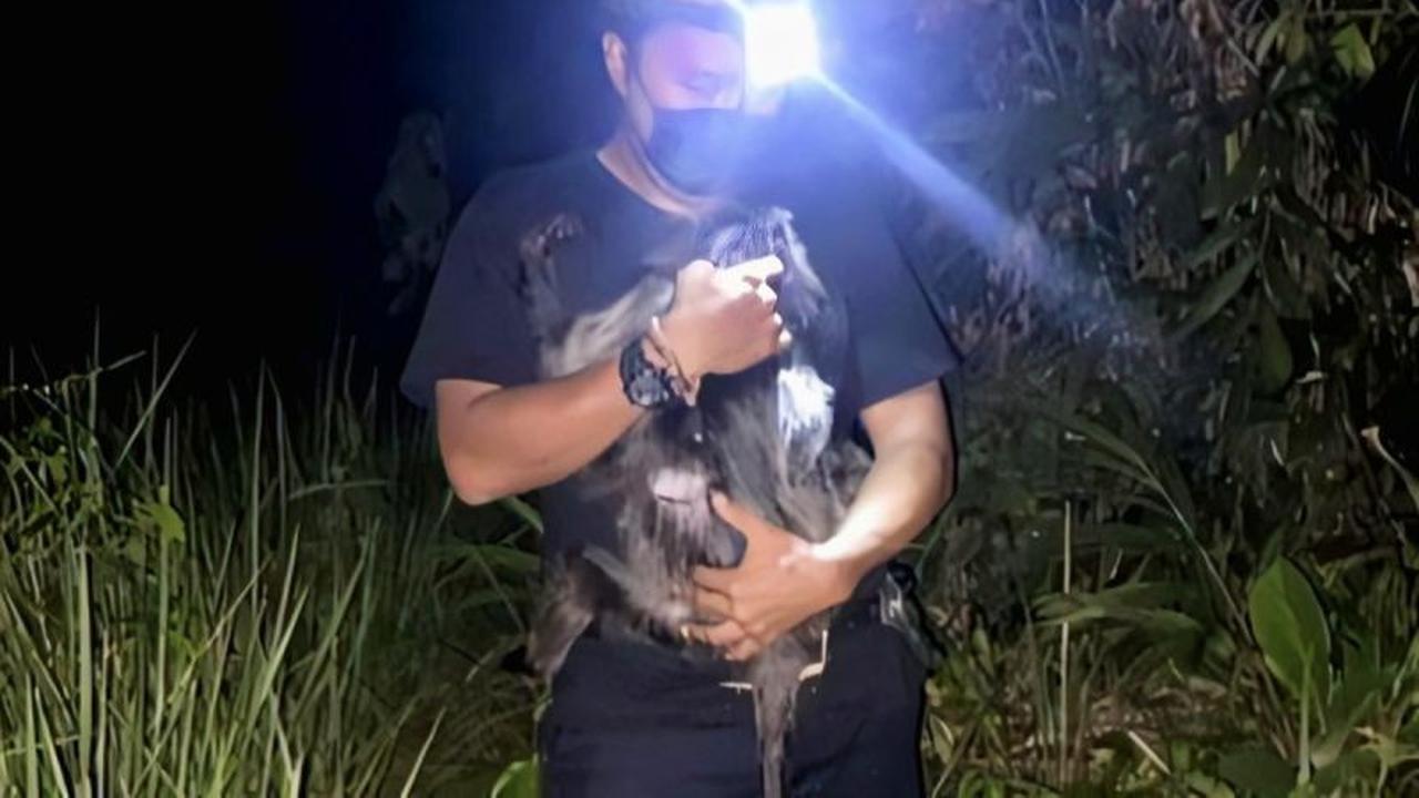 Lutung Abu-abu Korban Tabrak Lari Dilepasliarkan: Benarkah Satwa Liar Rentan Stres di Kandang?