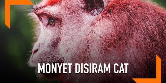 VIDEO: Tubuh Kena Siram Cat, Monyet Ini Dijauhi Kawanan