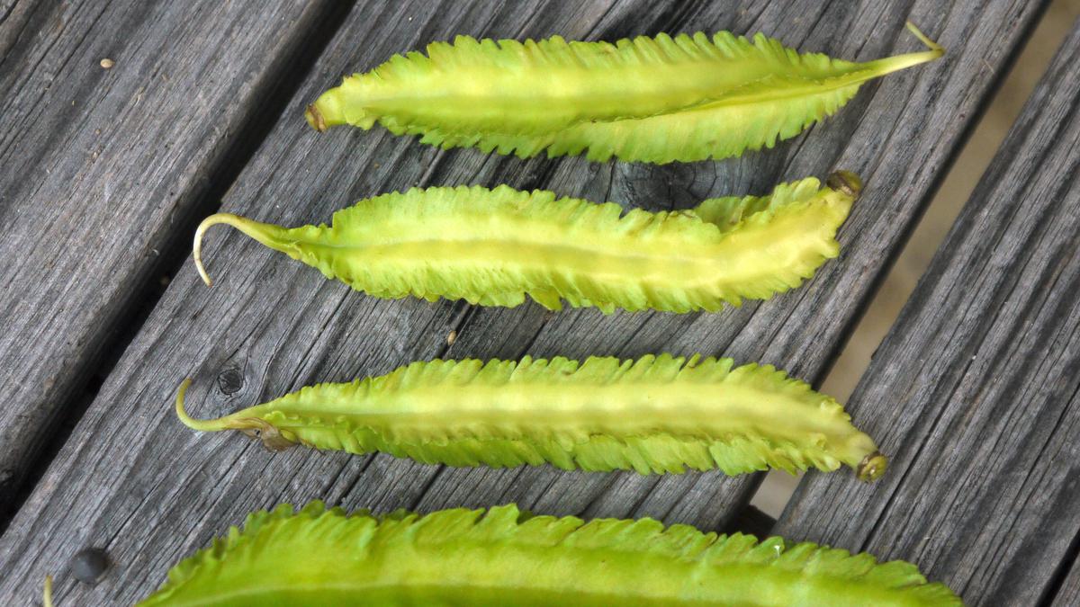 Cara Memasak Kecipir Jadi Lauk Lezat dan Tidak Langu, Dilengkapi 7 Resep Pilihan