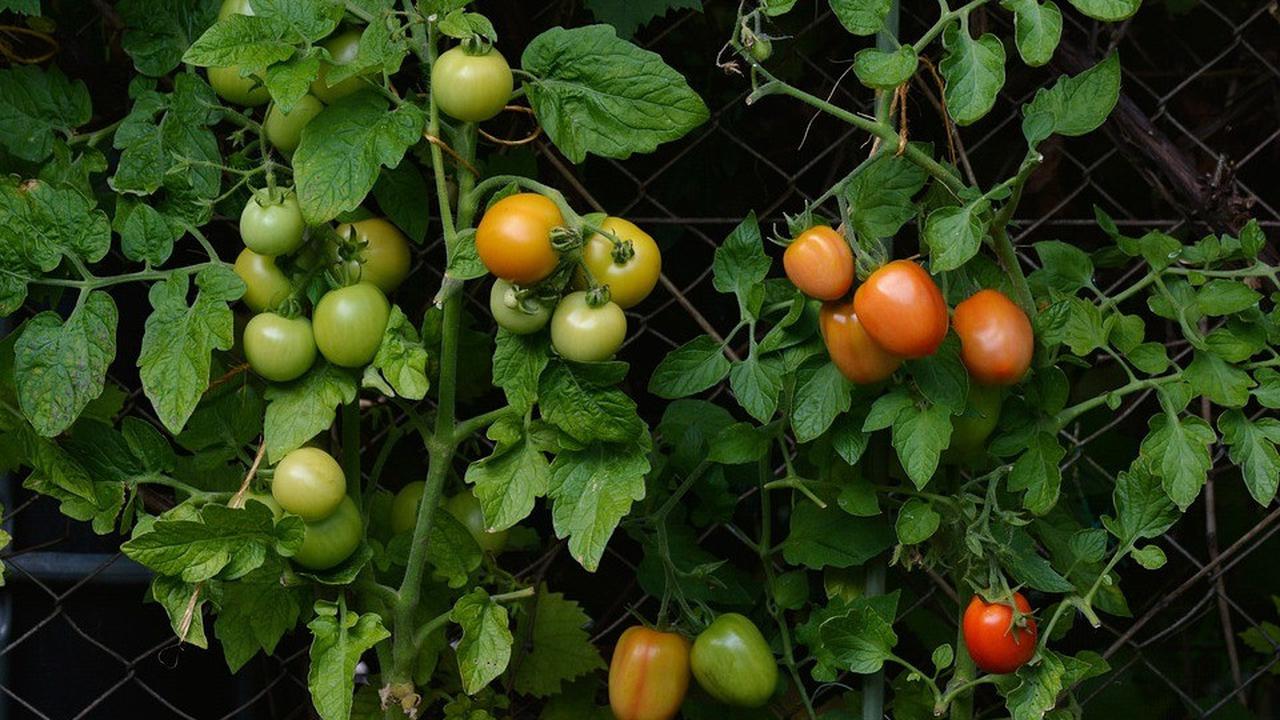 4. Tomat Anggur: Kecil dan Lonjong, Cocok untuk Salad atau Dimakan Langsung