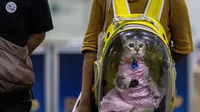 Seekor kucing yang mengenakan gaun digendong dengan ransel transparan di Pet Expo Thailand 2021 tahunan di Bangkok (25/11/2021). Pet Expo Thailand 2021 diselenggarakan dari 25-28 November 2021 mulai pukul 10.00-20.00. (AFP/Jack Taylor)