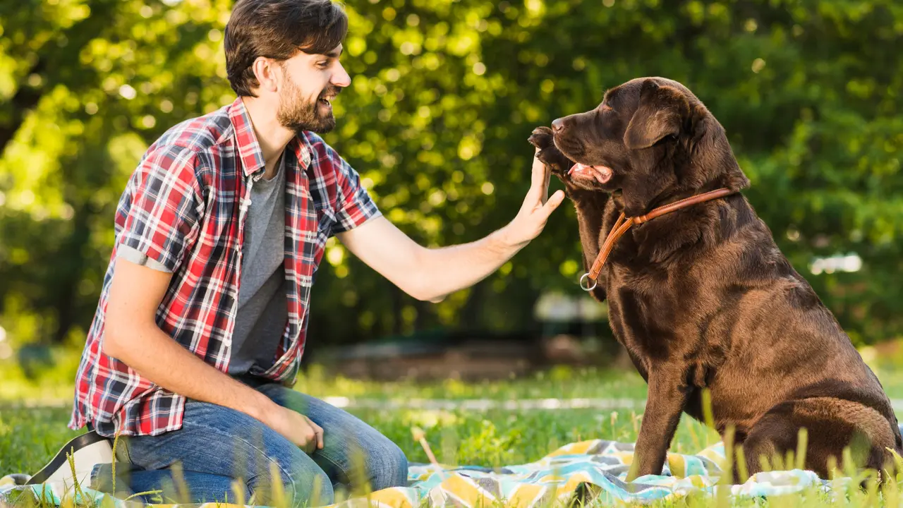 Dog and Owner