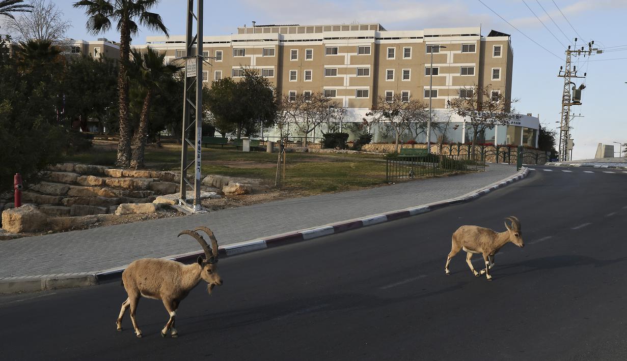 Nubian ibexes, sejenis kambing gurun, berkeliaran di jalanan selama ockdown di Kota Mitzpe Ramon, Israel (4/2/2021). Penerapan lockdown ini membuat kambing gurun berkeliaran di tengah kota ketika warga dibatasi aktivitasnya. (AFP/ Menahem Kahana)