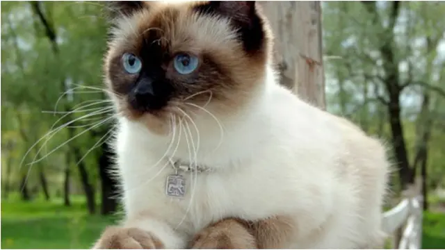 Courtesy ListVerse.com