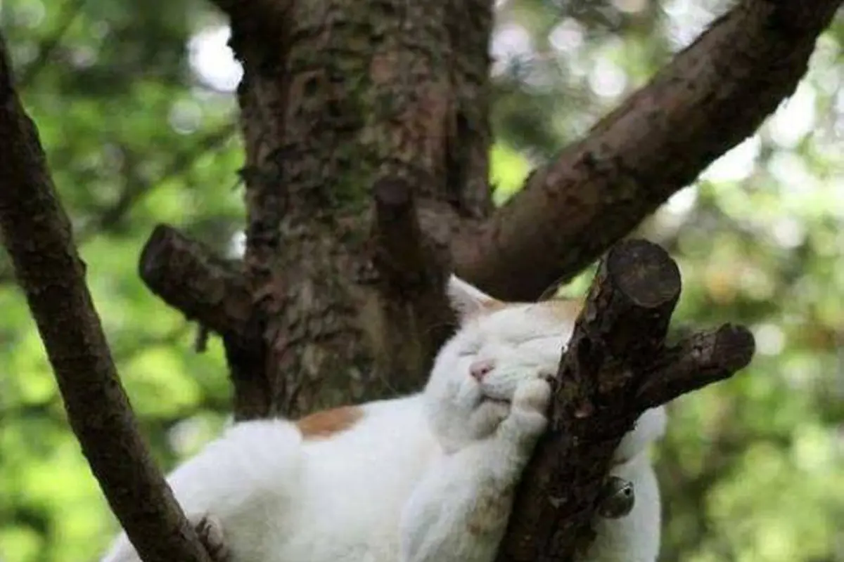 7 Gaya Tidur Kucing Ini Bikin Gemas Maksimal
