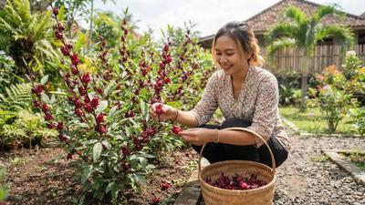 Cara Menanam Rosella di Halaman untuk Memanen Kelopak Bunga yang Merah dari Awal Tanam