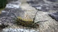 Ngeri, Ulat Ini Kecil Tapi Bisa Membunuh Orang dalam Sekejap