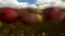 Cass Gilmore memanen cranberry di sebuah rawa di Gilmore Perusahaan Cranberry di Carver, Massachusetts, AS, Senin (14/9). Menurut Asosiasi Petani Cape Cod Cranberry, sekitar 200 juta cranberry tumbuh setiap tahun di Massachusetts.  (REUTERS/Brian Snyder)
