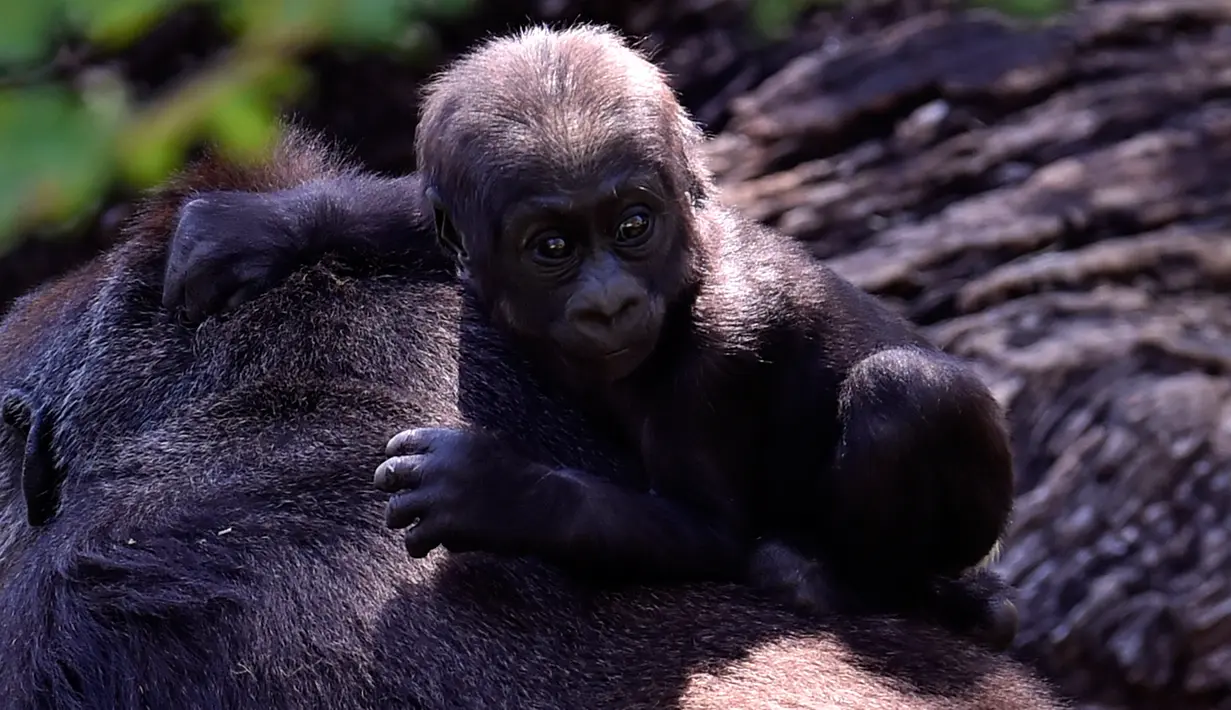 Seekor bayi gorila dataran rendah barat terlihat di Kebun Binatang Belo Horizonte, Brasil pada 14 Oktober 2019. Bayi gorila langka yang lahir  8 Juli 2019 ini merupakan keturunan keempat spesies dataran rendah barat yang sangat terancam punah. (DOUGLAS MAGNO/AFP)