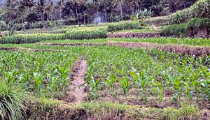 Ilustrasi: Lumbung Mataram, Inisiasi Pemprov DIY untuk Pasok Bahan Baku MBG. Foto: Liputan6.com/Ade Nasihudin.