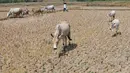 Warga menggembala hewan ternaknya pada sawah yang retak akibat kekeringan di kawasan Weninggalih, Jonggol, Jawa Barat, Selasa, 25 Agustus 2026. (KLY/ Arie Basuki)