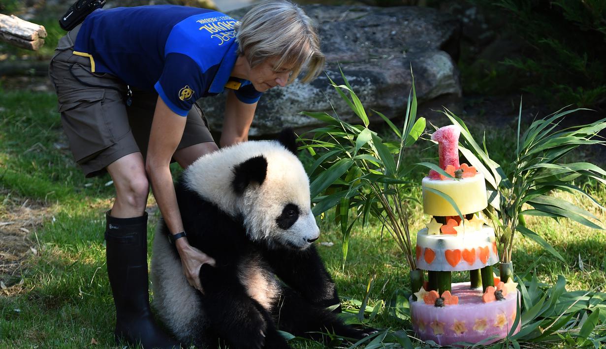 Petugas membawa panda Yuan Meng menuju kue ulang tahunnya Kebun Binatang Beauval di Saint-Aignan-sur-Cher, Prancis (4/8). Panda yang lahir di Prancis tersebut diberi nama 'Yuan Meng' oleh ibu negara Prancis, Brigitte Macron. (AFP Photo/Guillaume Souvant)