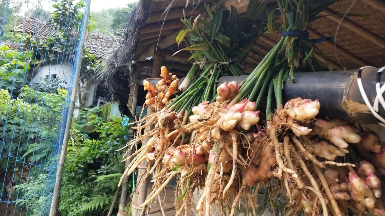 Jahe Merah dan Kopi Hutan di Lereng Gunung Manglayang Makin Wangi di Masa Pandemi