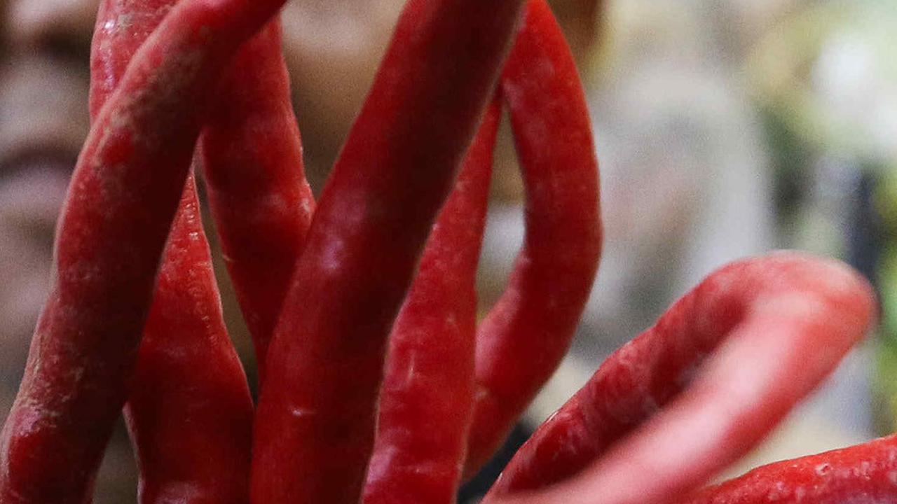 Harga Cabai Naik Tajam Jelang Akhir Tahun, dari Rp30.000 Jadi Rp60.000 per Kilogram