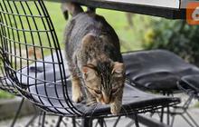 5 Tanaman yang Ditakuti Kucing, Bikin Ogah Balik Lagi ke Rumah