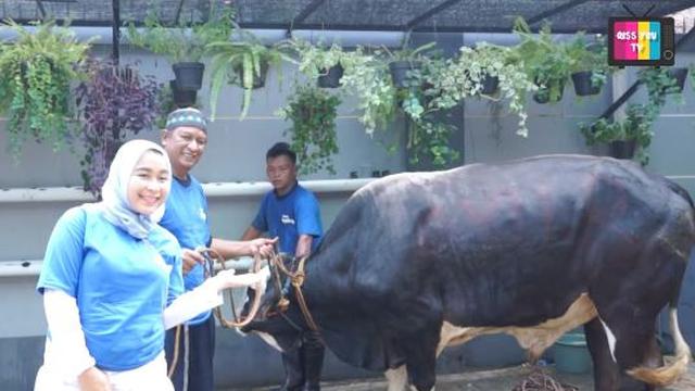 Ayu Ting Ting qurban 3 ekor sapi jumbo (Instagram/ayutingting92)