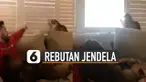 Ulah lucu kucing seolah tak ada habisnya.