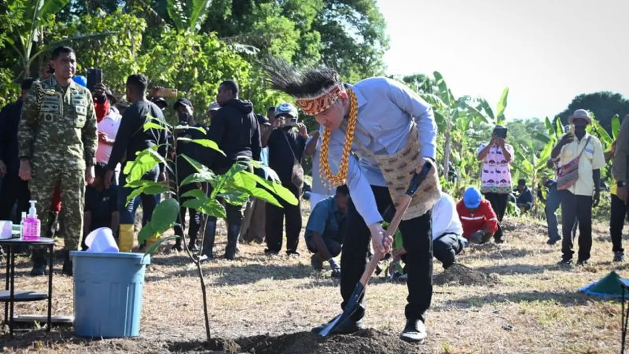 Wakil Presiden Gibran Rakabuming menanam bibit kakao unggulan di lahan perkebunan PT Ebier Suth Cokran, Kabupaten Manokwari Selatan, Papua Barat, Sabtu (20/6/2026) (Sekretariat Wakil Presiden)