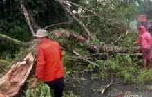 Dampak Cuaca Ekstrem Binjai Meluas, BNPB Laporkan Kerusakan di Lima Kecamatan