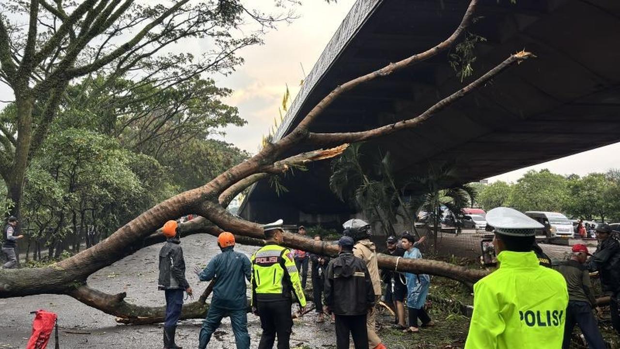 BPBD Bandung Tangani 33 Pohon Tumbang Akibat Hujan dan Angin Kencang, Satu Korban Jiwa