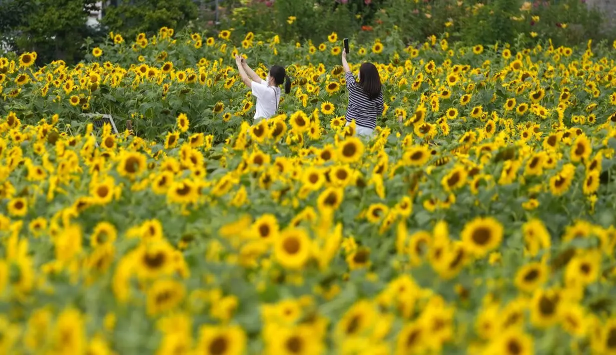 Pengunjung memakai masker sebagai pencegahan virus corona, memegang smartphone di ladang bunga matahari saat istirahat makan siang di Paju, Korea Selatan, Kamis (1/7/2021).  Ratusan bunga matahari mekar di sebuah taman di Paju, Korea Selatan. Warga pun menikmati keindahannya. (AP Photo/Lee Jin-man)
