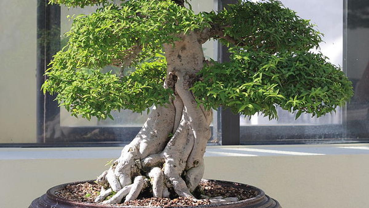 5 Cara Merawat Pohon Hias Anting Putri Agar Subur dan Rajin Berbunga