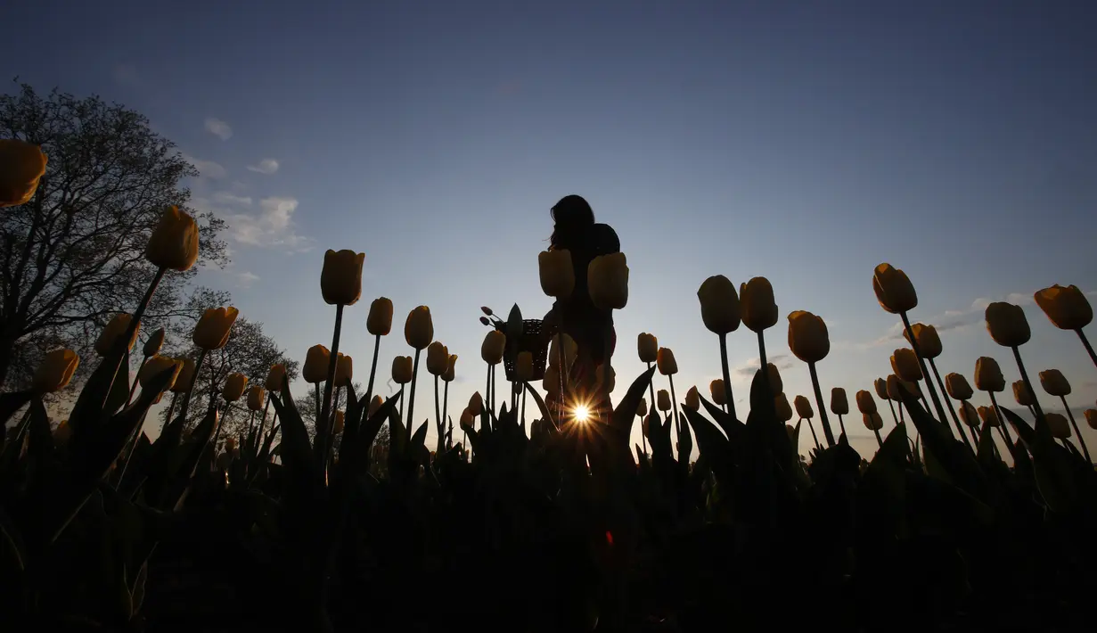 Wanita berjalan di ladang tulip "Tulipani Italiani", yang ditanam pasangan Belanda Edwin Koeman dan Nitsuje Wolanios di Arese, Milan, Italia (15/4/2021). Pasangan tersebut   membuat ladang tulip ini untuk mengenang tradisi di Belanda di mana dapat memetik tulip sendiri. (AP Photo/Antonio Calanni)