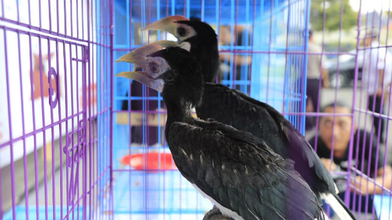 (Foto: Liputan6.com/Dian Kurniawan)