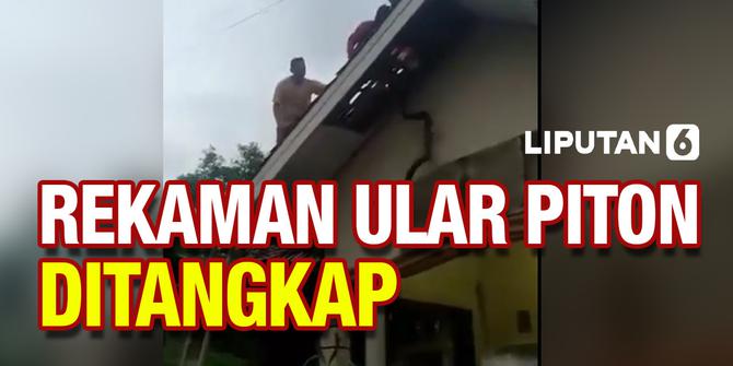 VIDEO: Detik-Detik Penangkapan Ular Piton di atas Atap