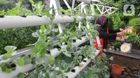 Inspirasi Kebun Sawi dari Pipa, Solusi Praktis untuk Lahan Terbatas
