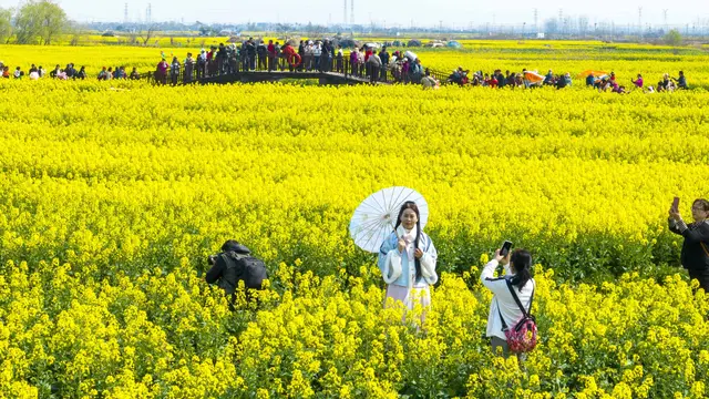 Keindahan musim semi yang memukau di lautan bunga canola