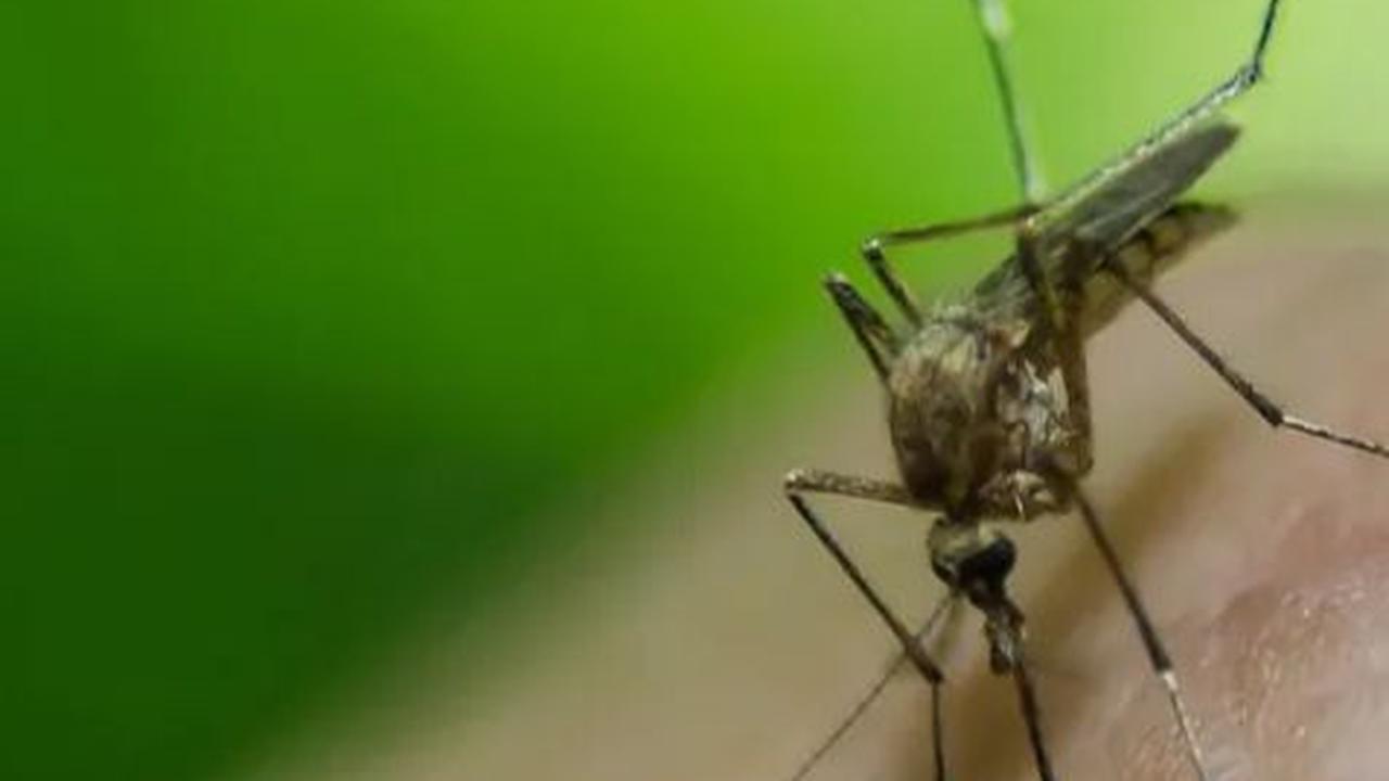 Mengenal Japanese Encephalitis, Penyakit Berbahaya Akibat Gigitan Nyamuk