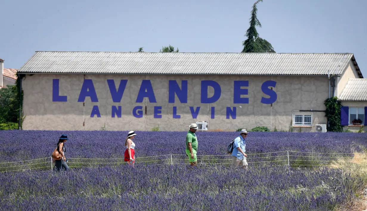 Wisatawan berjalan melintasi ladang lavender di Valensole, sebelah tenggara Prancis pada 29 Juni 2019. Di wilayah ini terdapat hamparan luas ladang lavender, menyatu cantik dengan lanskap bukit dan pegunungan di belakangnya. (Photo by GERARD JULIEN / AFP)
