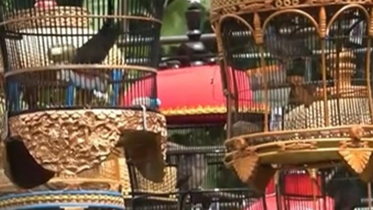 Pecinta burung perkutut di Boyolali