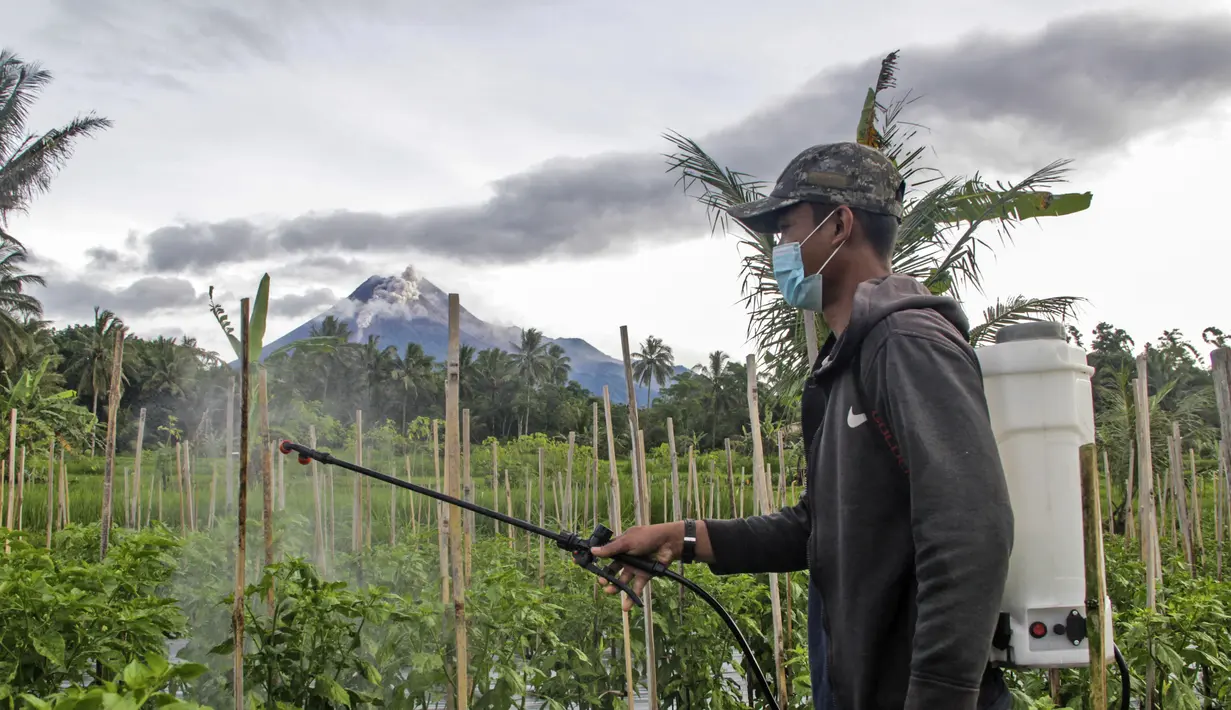 Seorang pria menyemprotkan insektisida ke tanamannya saat Gunung Merapi terlihat meletus di latar belakangnya, di Sleman (27/1/2021). Warga mengungsi setelah Gunung Merapi mengeluarkan rangkaian awan panas. (AP Photo/Slamet Riyadi)