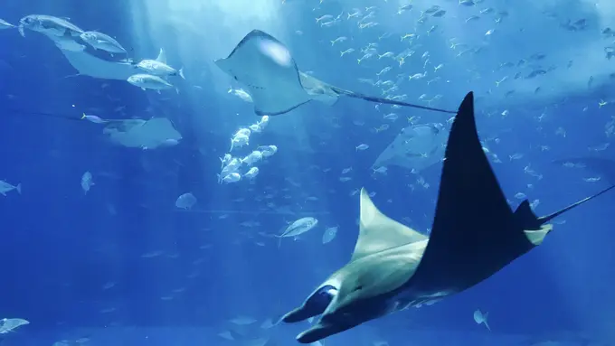 Biota laut di Jakarta Aquarium