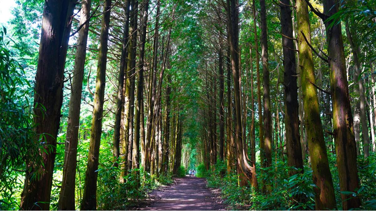 Andol Oreum Secret Forest