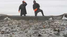 Nelayan berdiri di atas perahu sambil melihat ikan mas yang tertangkap jala saat tradisi panen di dekat desa Mazelov, Republik Ceko, 15 November 2018. Tradisi panen ikan mas ini biasa dilakukan tahunan menjelang musim Natal. (AP/Petr David Josek)